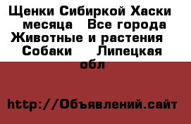 Щенки Сибиркой Хаски 2 месяца - Все города Животные и растения » Собаки   . Липецкая обл.